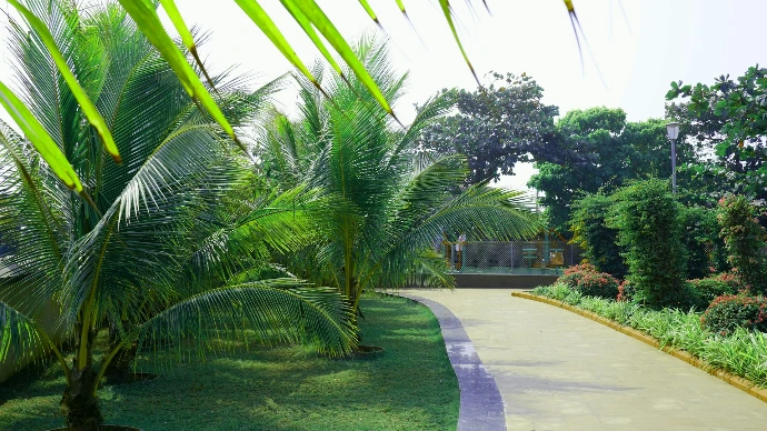 A path through a lush green park with palm trees